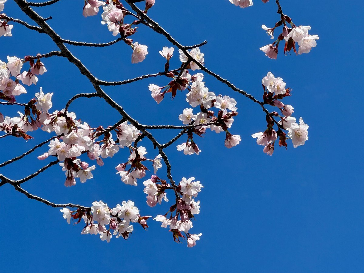 五稜郭タワー販売部【公式】 tweet media