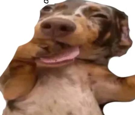 Pugberto tweet media