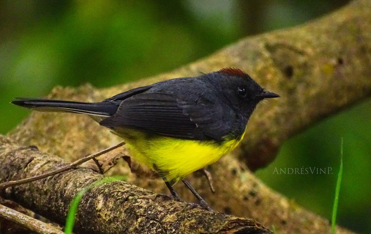Desde el bosque andino, la candelita plomiza en el #miercolesdeemplumados

#Naturaleza
#AvesDeColombia