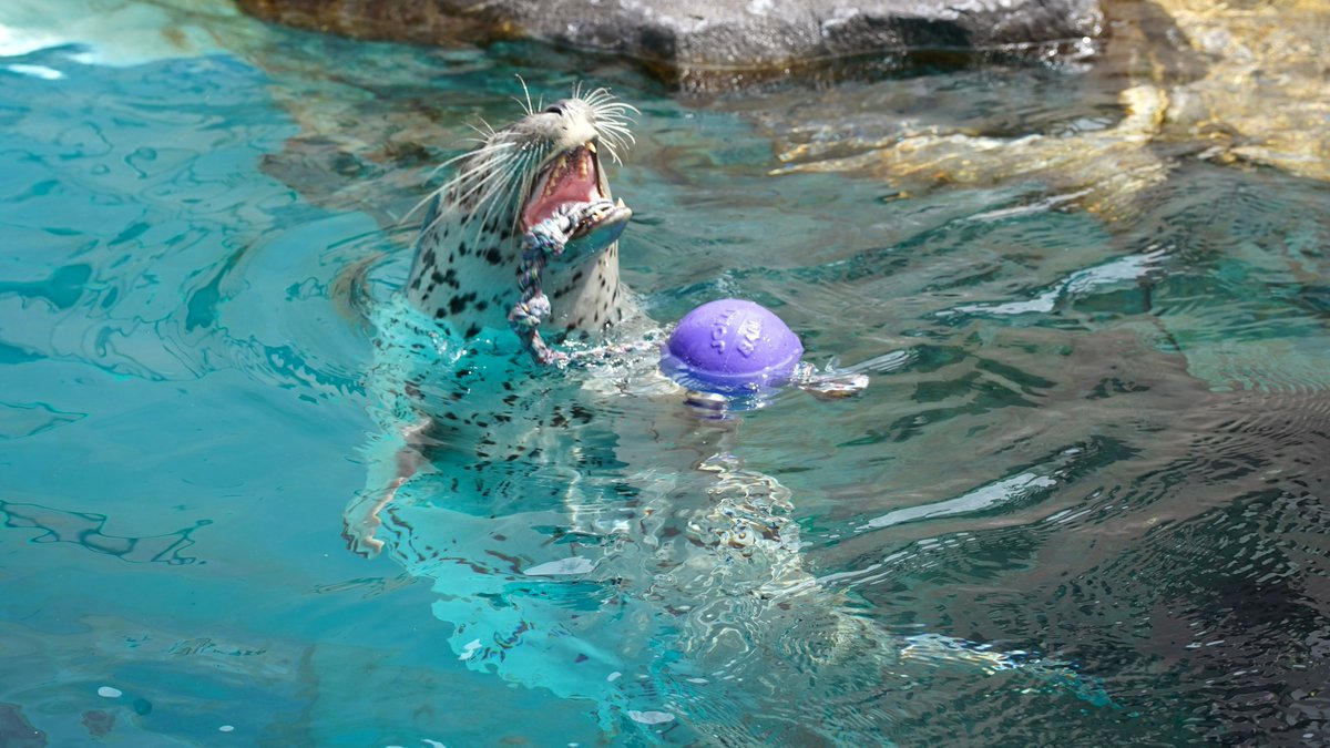 あざさん🦭あざらクリエイター tweet media