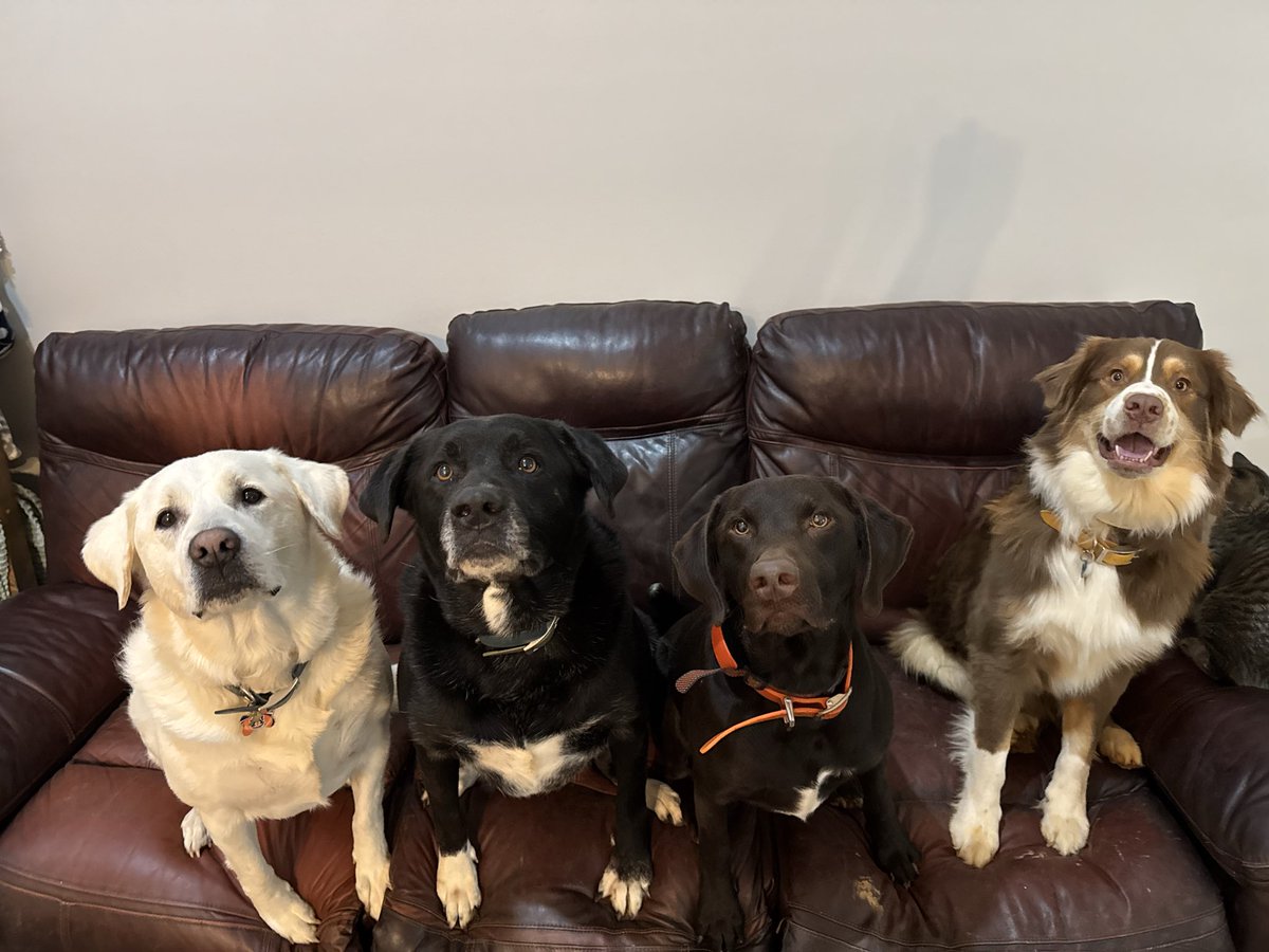 grasshopper_99's tweet photo. @gonzalovega7 Hi! I’m Cortney a SAHM with 4 dogs and we’re in Georgia!! We’d love to make content for you 🫶🏼 https://t.co/1VZHnDOZpF