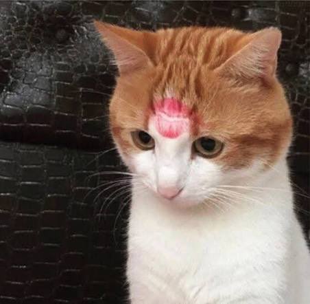 ㅋㄹㅇ🦊 tweet media