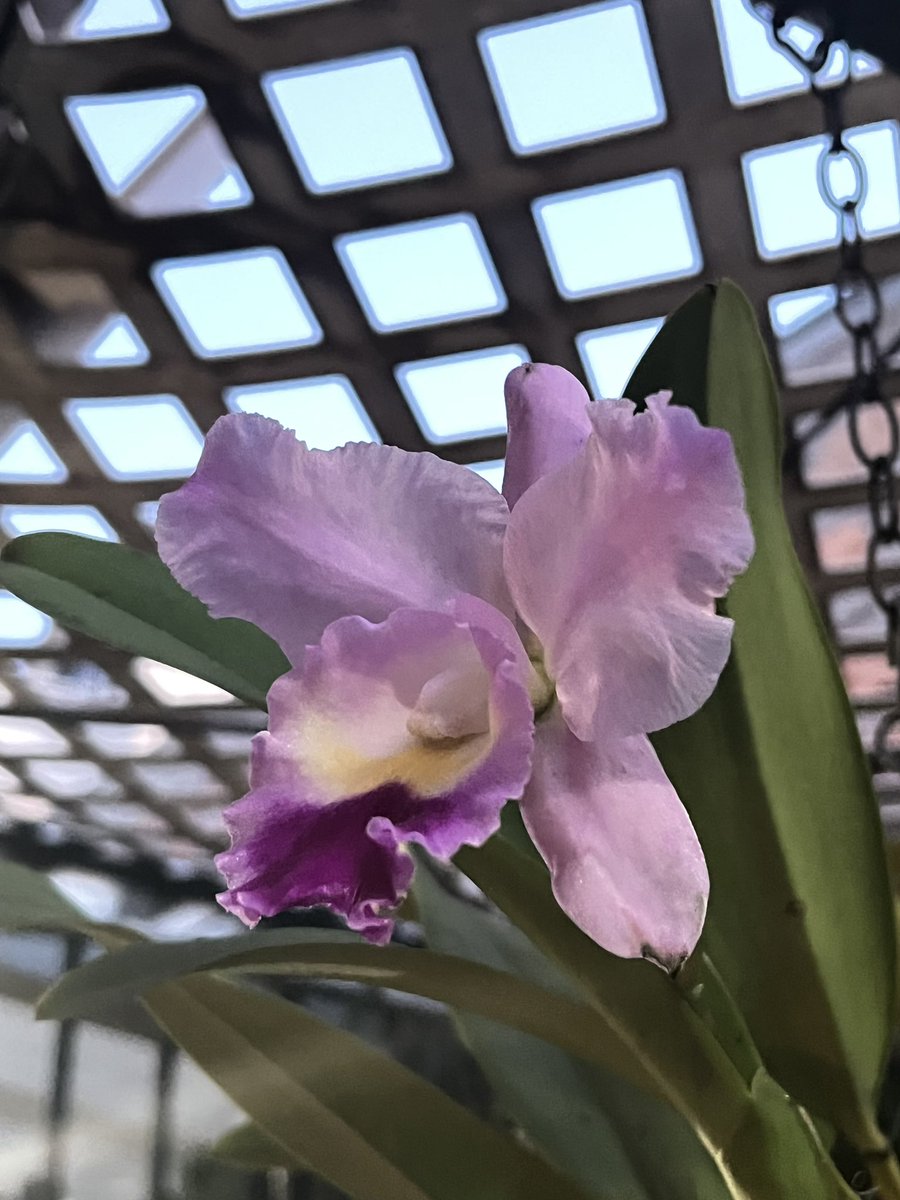 Cattleya. Tegucigalpa, Honduras 🇭🇳