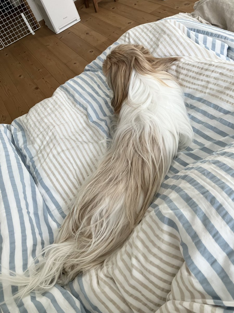 小顔シーズーこまちゃん tweet media