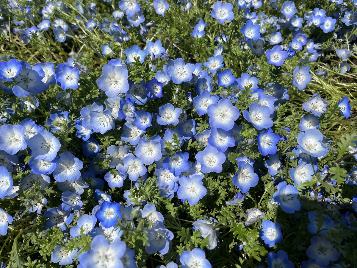 昭和記念公園セグウェイツアー【5月まで予約受付中】 tweet media