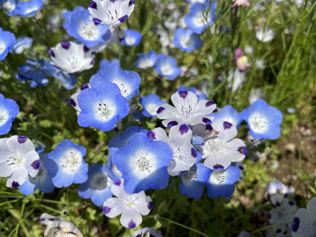 昭和記念公園セグウェイツアー【5月まで予約受付中】 tweet media