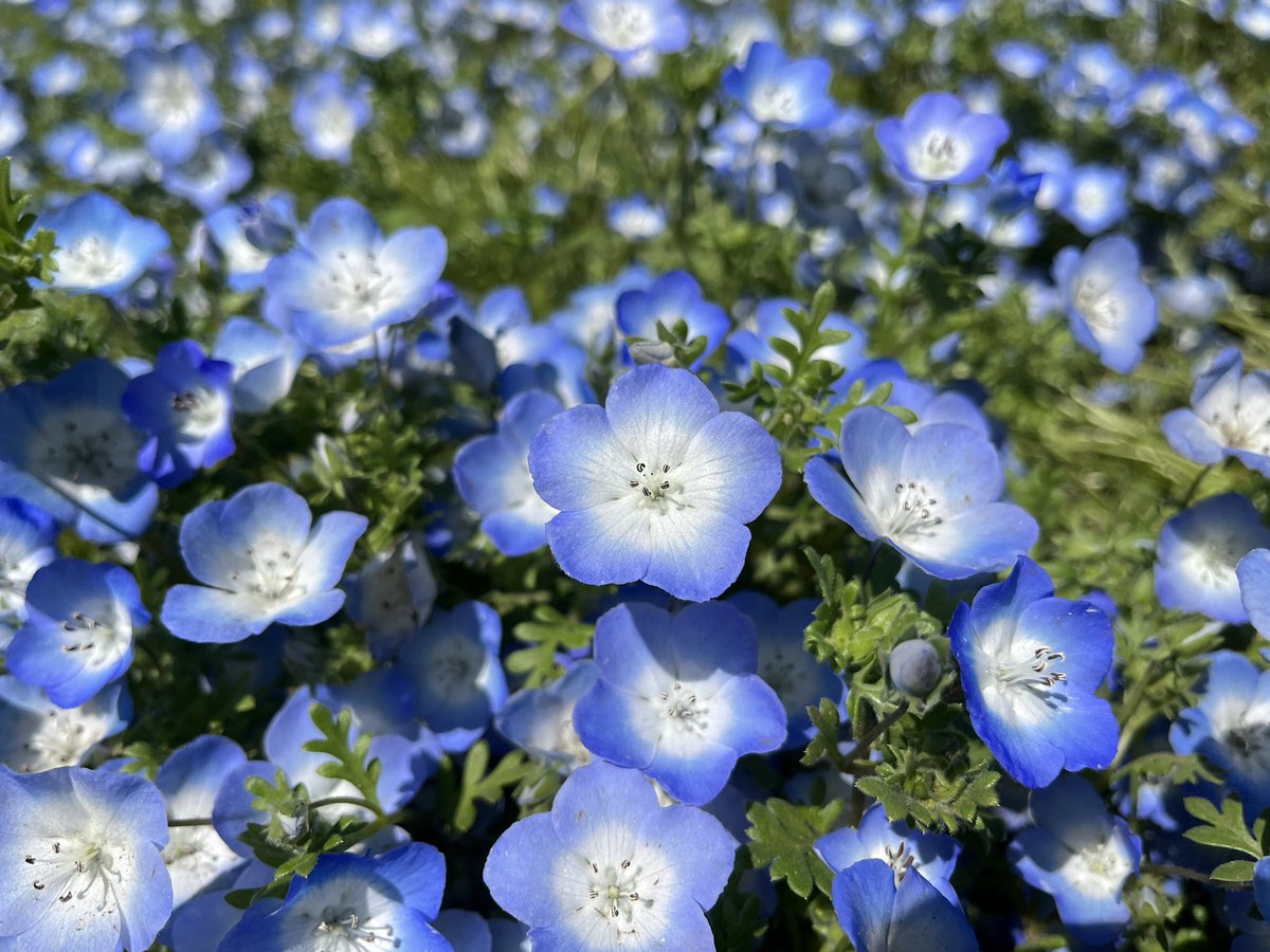 昭和記念公園セグウェイツアー【5月まで予約受付中】 tweet media