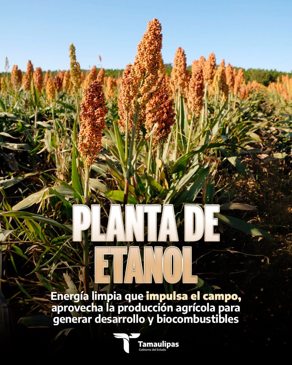 Gobierno Tamaulipas tweet media