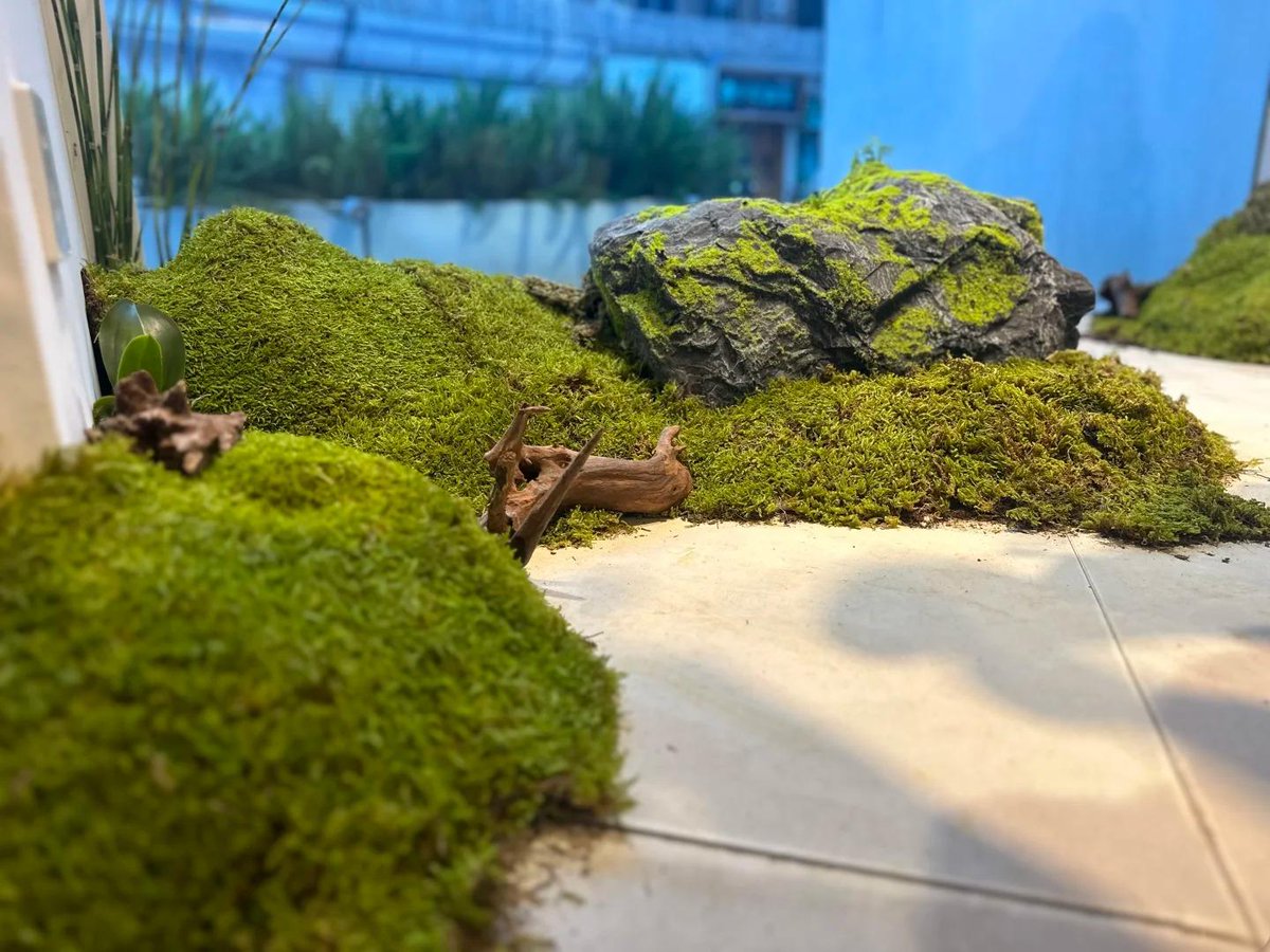 ulandofficial's tweet image. A good preserved moss product should keep its look over time.

No rapid fading, no quick loss of texture, and no short-lived decorative effect in interior spaces.

#PreservedMoss #MossWall #InteriorDecor #GreenWall #ULAND
