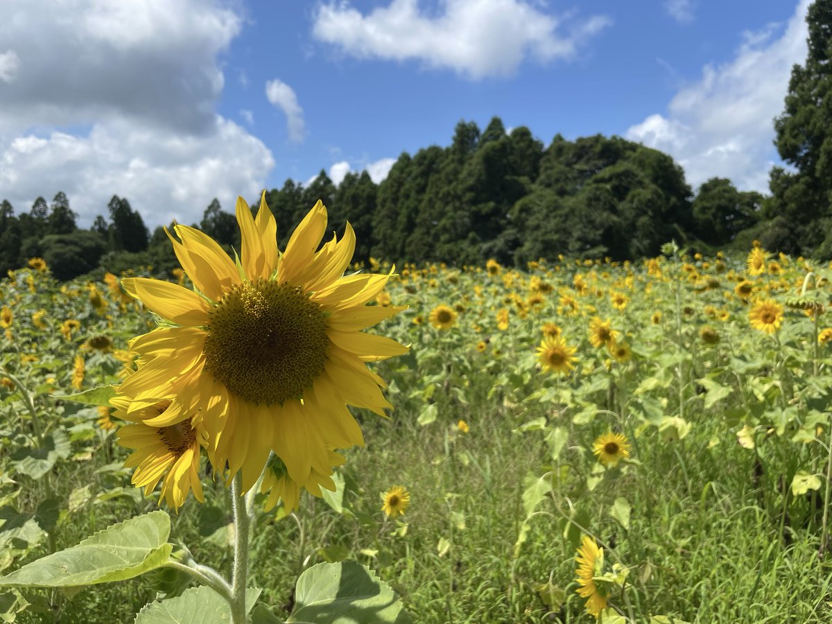 chibataka0595's tweet photo. #戦争に反対するお花畑の会 https://t.co/jh9MyKV4NZ