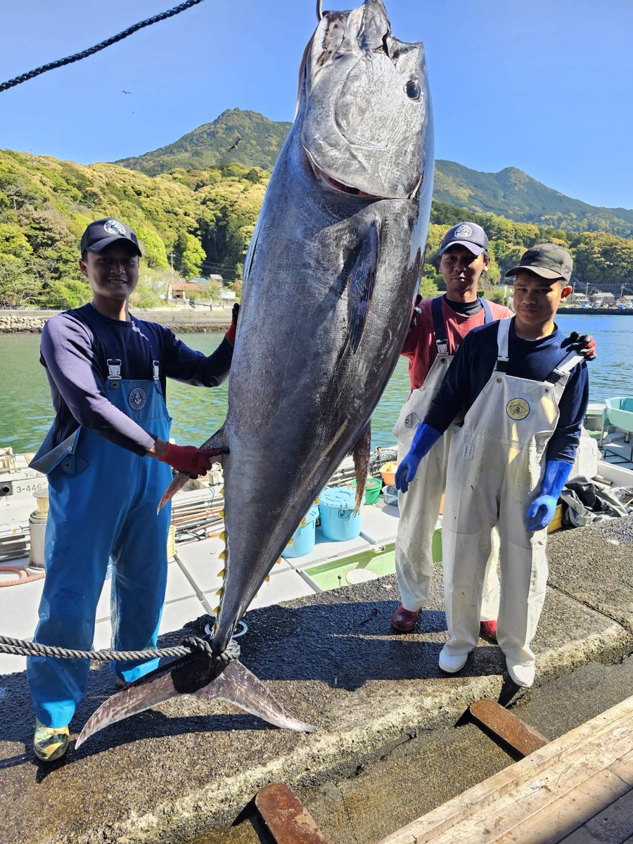【水揚げ情報】
今日は本マグロが揚がりました！
この特大サイズ🐟
成人男性の身長を余裕で越してます🐟
後日店頭で捌いて販売予定ですのでお楽しみに🐟