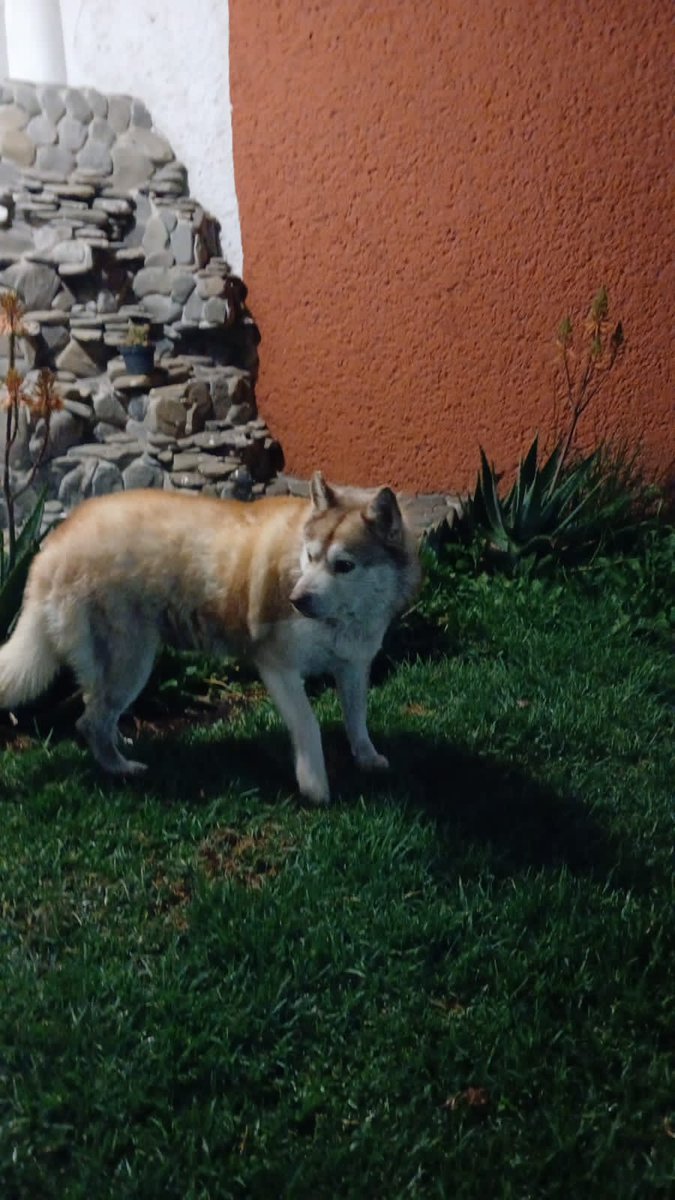 Fundacion Tomy tweet media