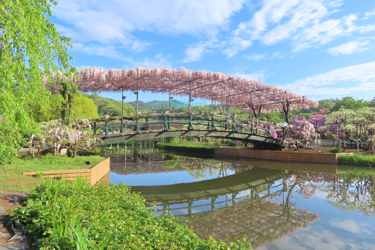 あしかがフラワーパーク【公式】 tweet media