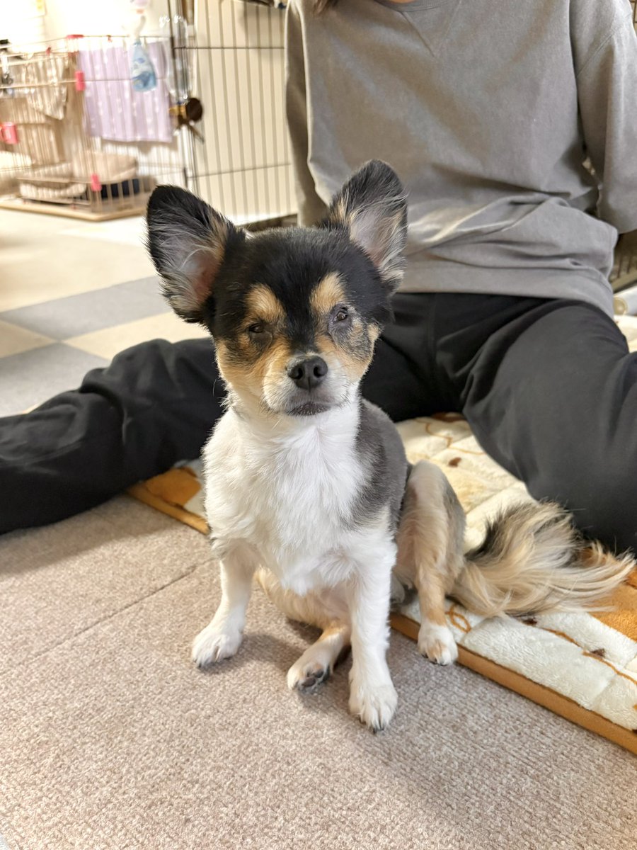 かわいいゆず tweet media