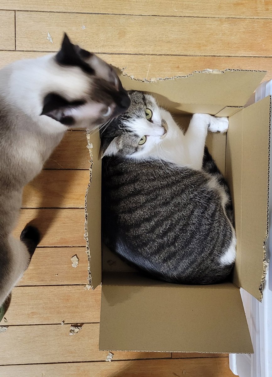 ぱっく tweet media