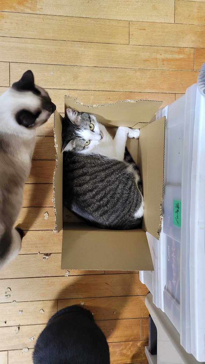 ぱっく tweet media