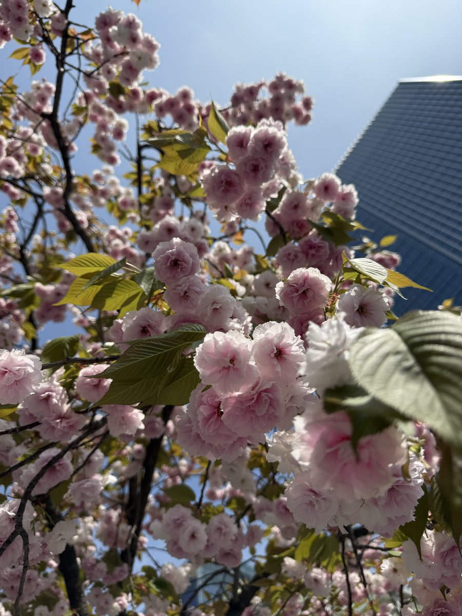 しょうじまき｜弁護士 tweet media