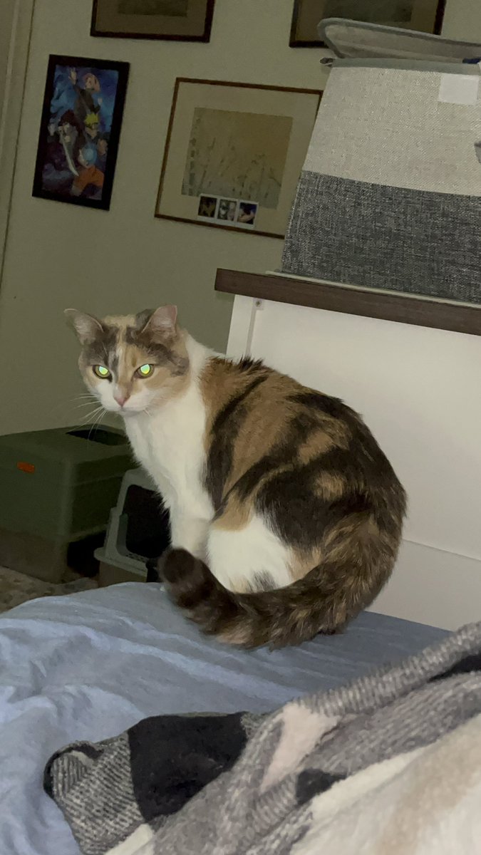 i’m happy to report that after an hour, a bunch of treats, some playtime, and some serious scritchies on her neck where she’s got itchy shedding fur, Palma has forgiven me for putting frontline on her ☺️🤣