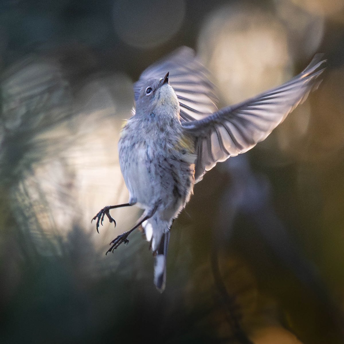 aHeartSoFull's tweet image. Photo dump!! 
I have so many small bird images! Be prepared to be bored to death! 😂😂😂

#1 - Yellow Rumped Warbler
#2 - Lesser Yellowlegs
#3 - American Bushtit
#4 -  California Towhee
#smallbirds #nature #birdphotography