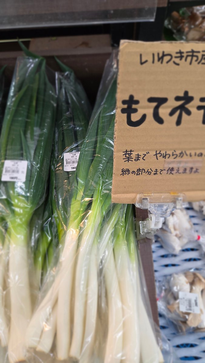 yotukurakou's tweet photo. いわき市の伝統野菜「もてねぎ」
地域限定の昔ながらの品種です
#もてねぎ　#伝統野菜 https://t.co/jO9YGdf60E