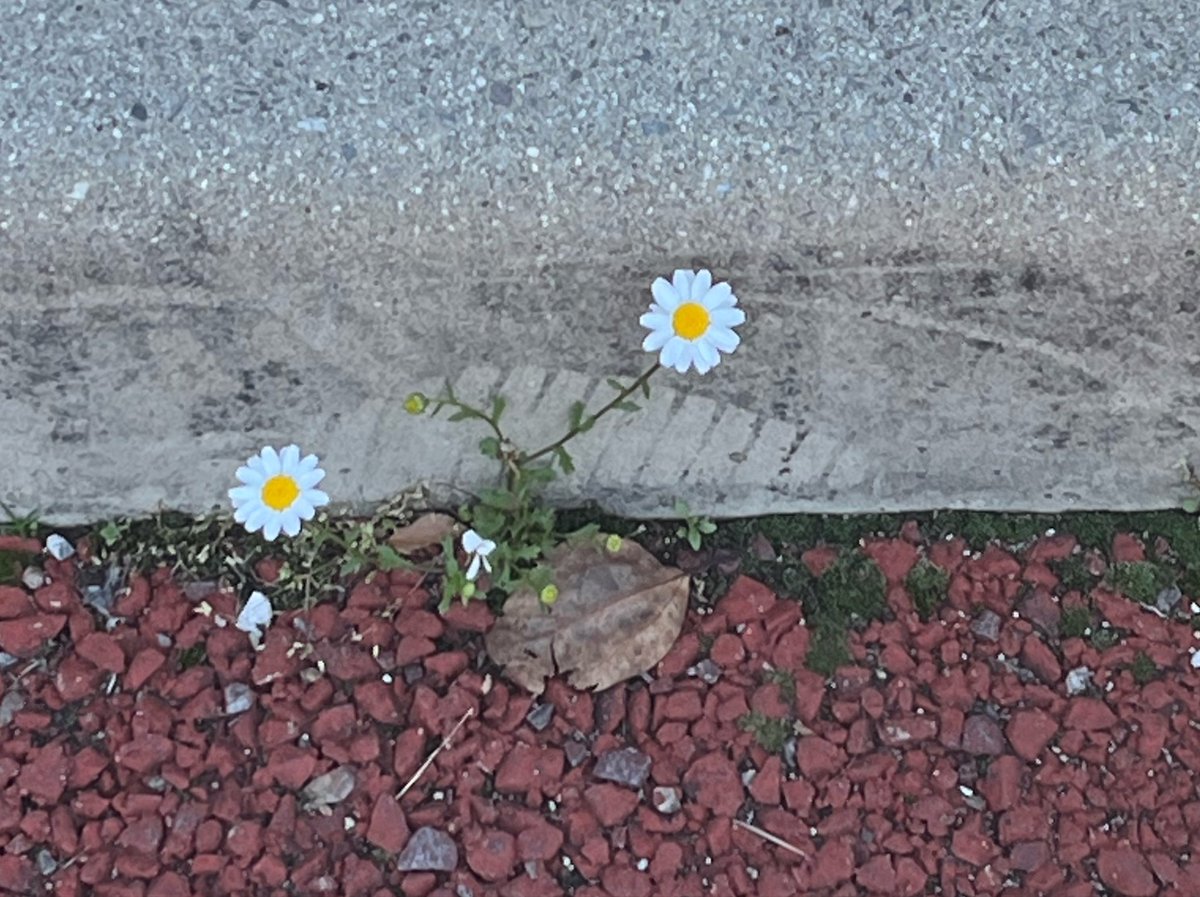 深田永眠 tweet media