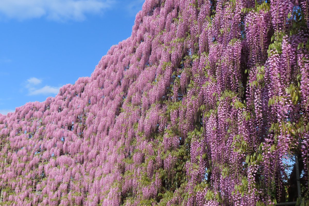 あしかがフラワーパーク【公式】 tweet media