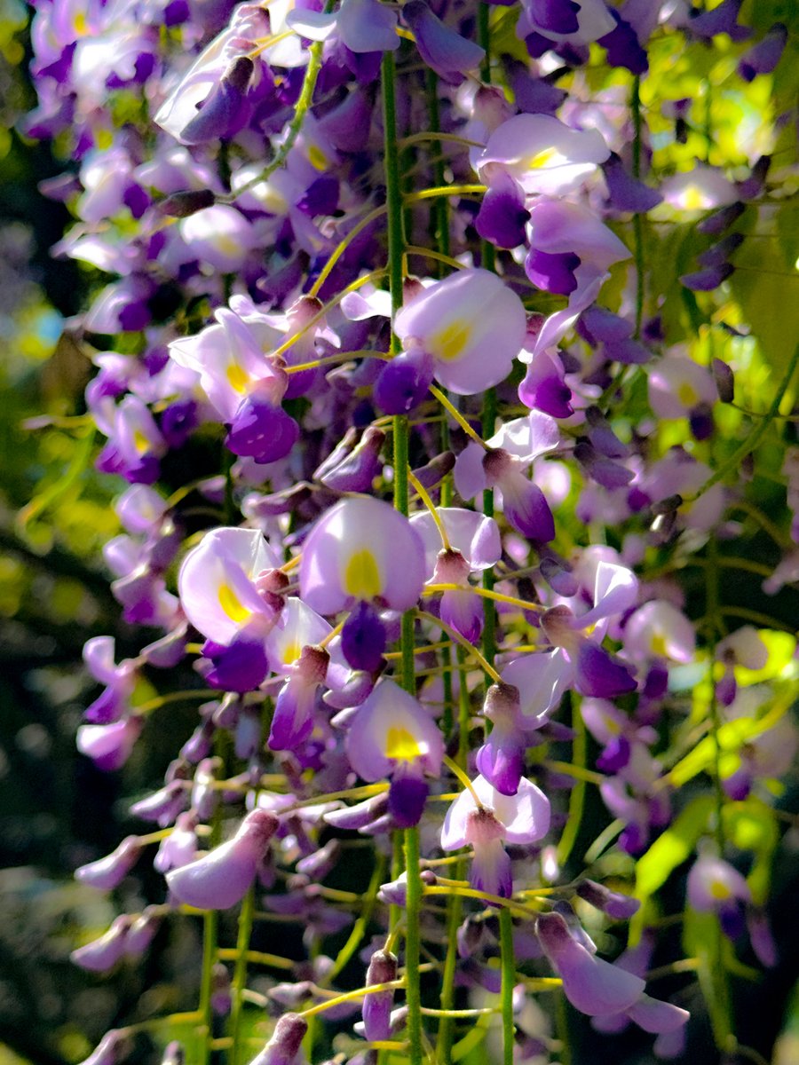 🐾兎々丸🐾 tweet media