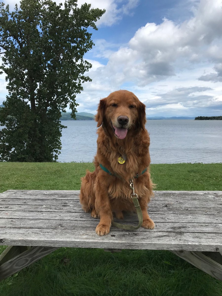 MikeFrezon's tweet image. #ThrowbackThursday Today we feature our old buddy Ernie from 2018 on one of our visits to Lake Champlain (during his 'on top of the table' phase). 🤣

#BrooksHaven #GoldenRetriever #GRC #dogcelebration #LakeChamplain