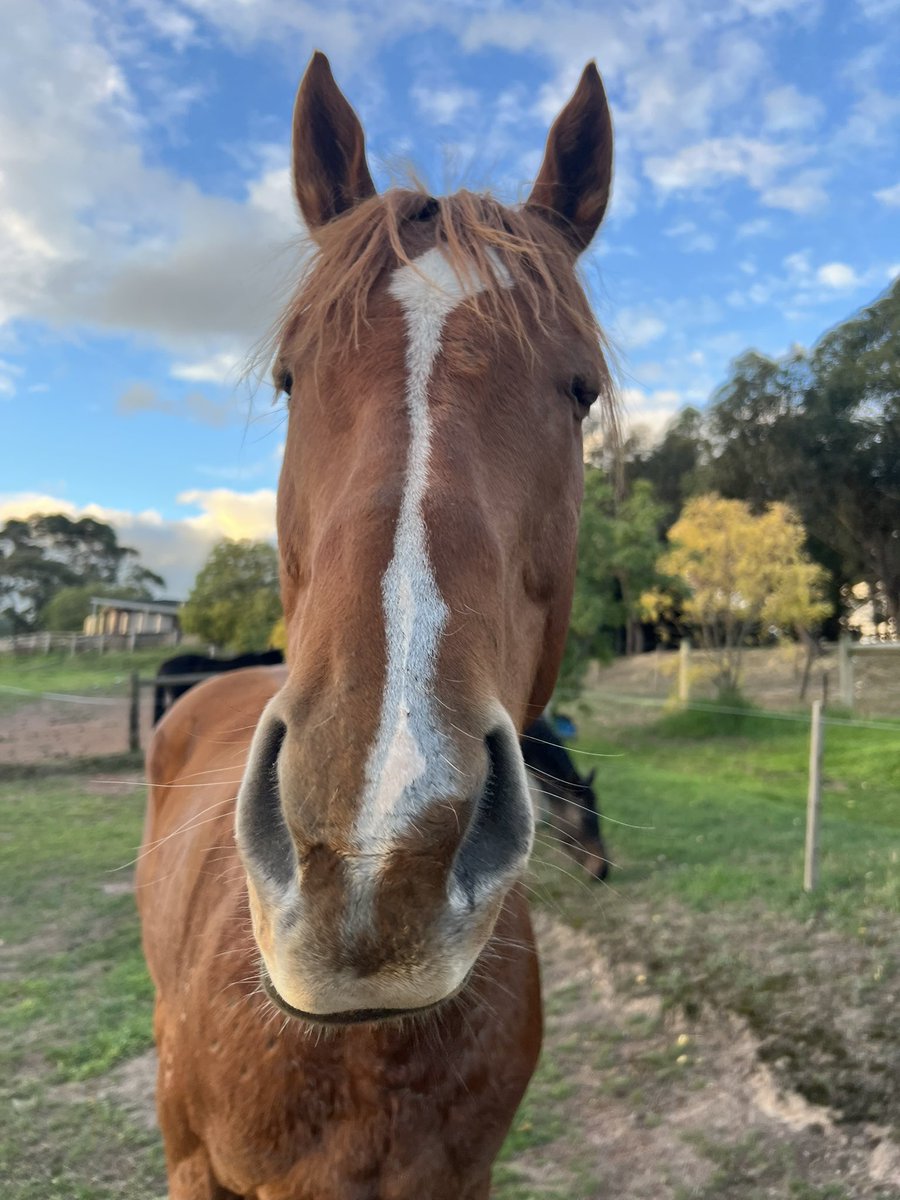 Lunar & Sunny 🐴 tweet media
