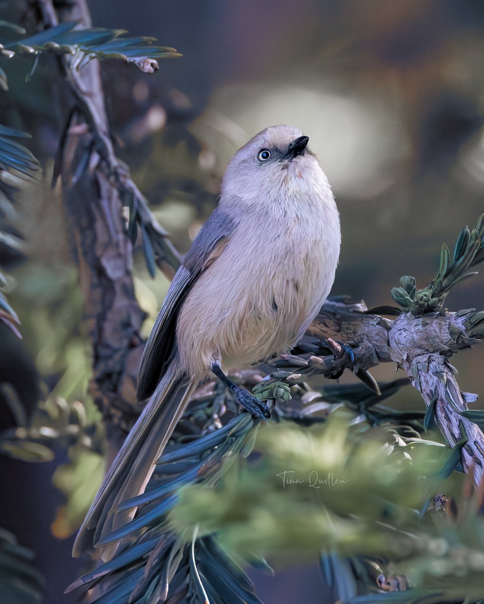aHeartSoFull's tweet image. Photo dump!! 
I have so many small bird images! Be prepared to be bored to death! 😂😂😂

#1 - Yellow Rumped Warbler
#2 - Lesser Yellowlegs
#3 - American Bushtit
#4 -  California Towhee
#smallbirds #nature #birdphotography