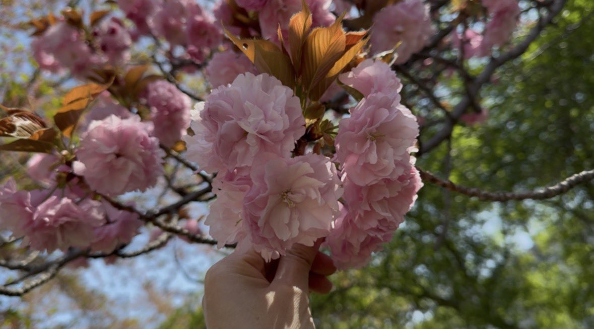 nonoあくあ垢 tweet media