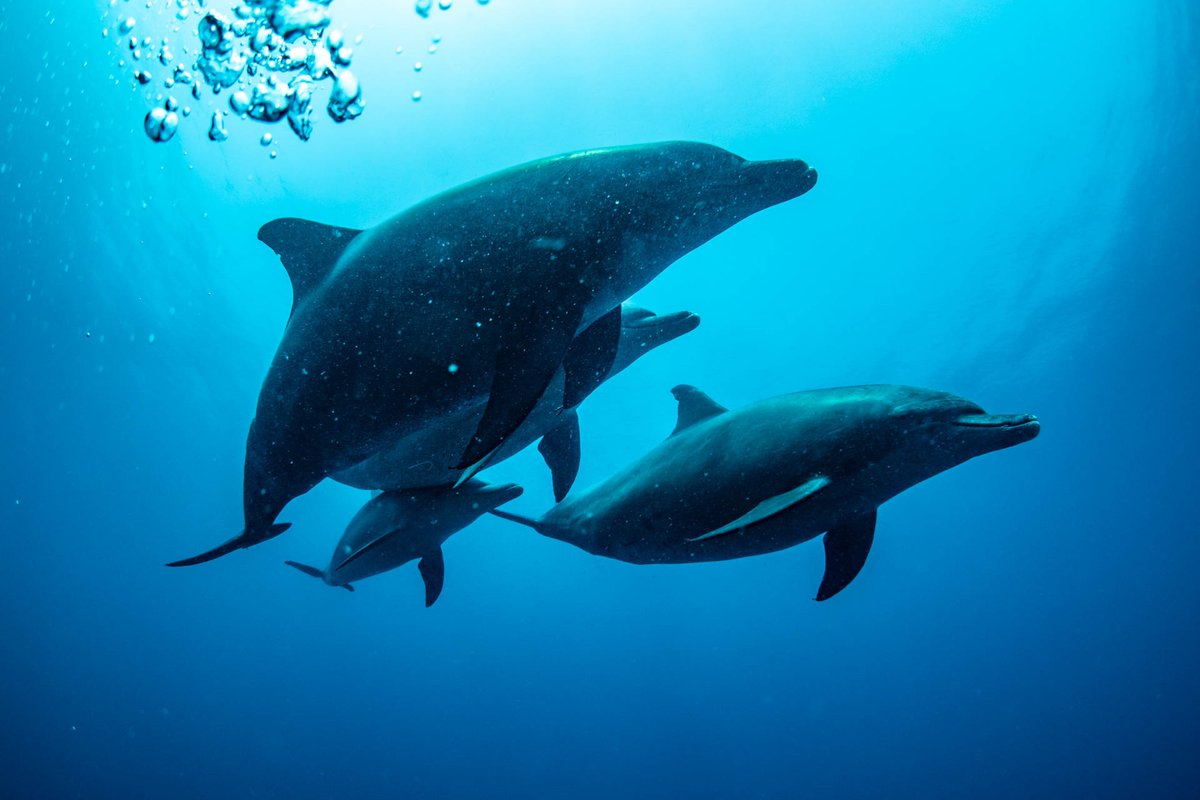 deepbluetw's tweet photo. クジラは少なくなりましたがイルカのシーズンへ、昨日はスイム、本日はダイビング中に会えました。 https://t.co/RhHyQkB2H8