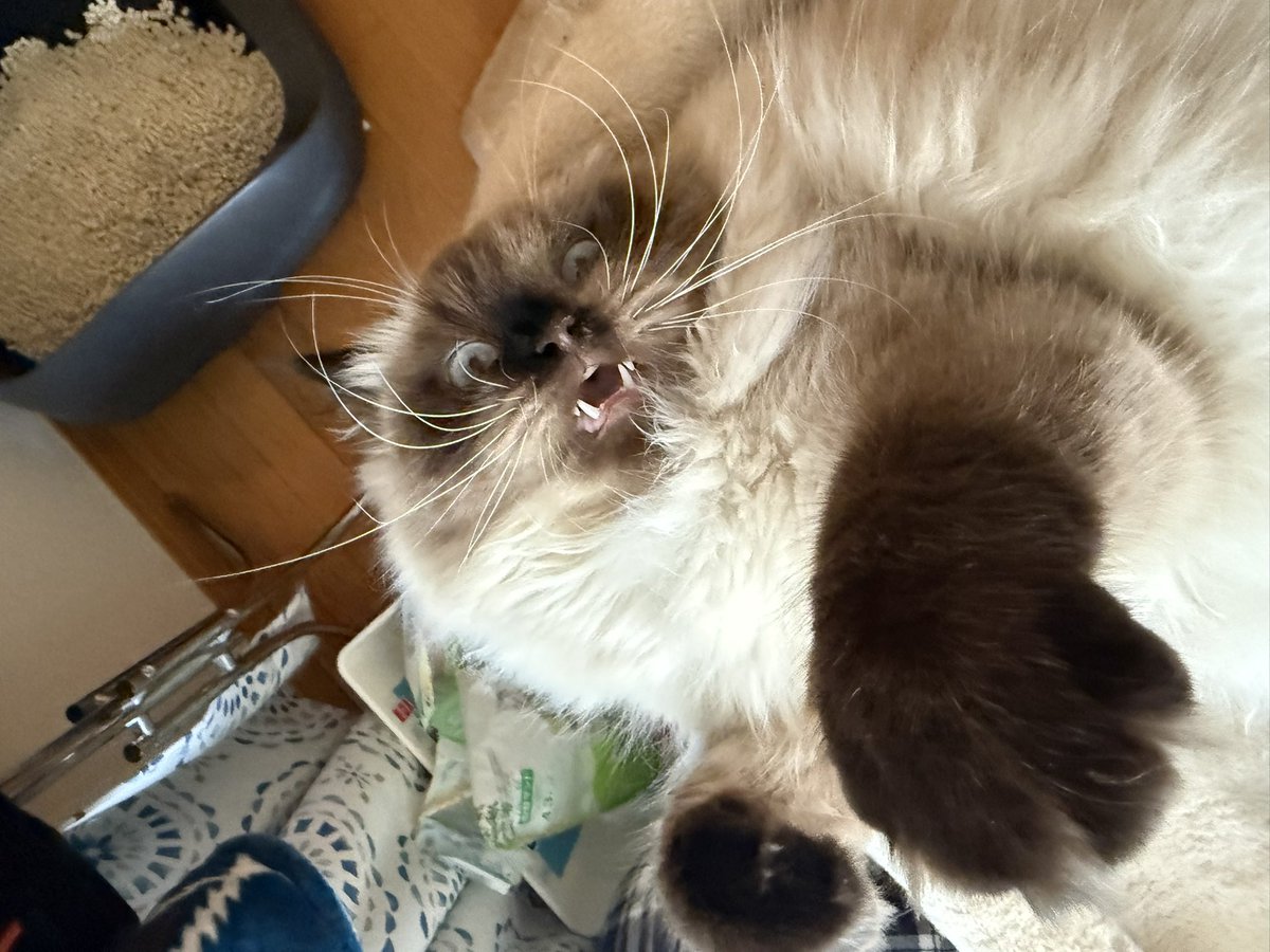 飼育員。 tweet media