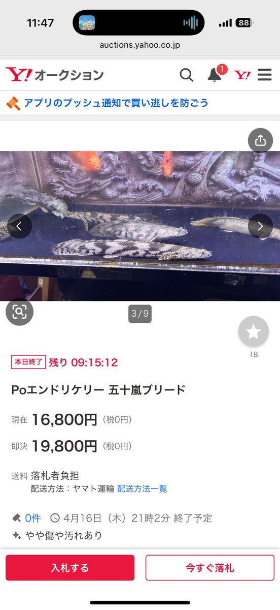 シャケアマゾン tweet media