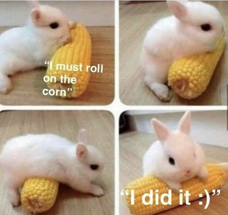 WHY YOU SHOULD HAVE A BUNNIES tweet media