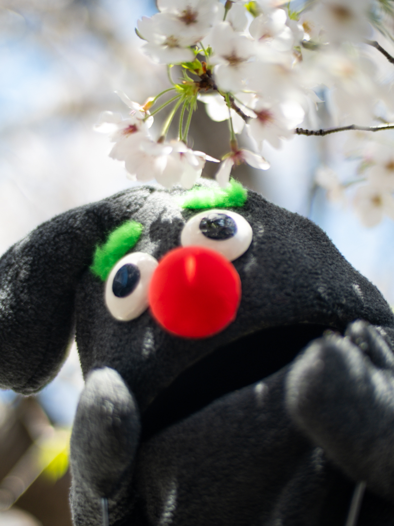 pupupu_puple's tweet photo. 散らないでぇ〜、もっとお花見させてくれよぉぉぉ〜〜!
#猫
#ププププープル
#pupupupuple https://t.co/FE3q1PT1gl