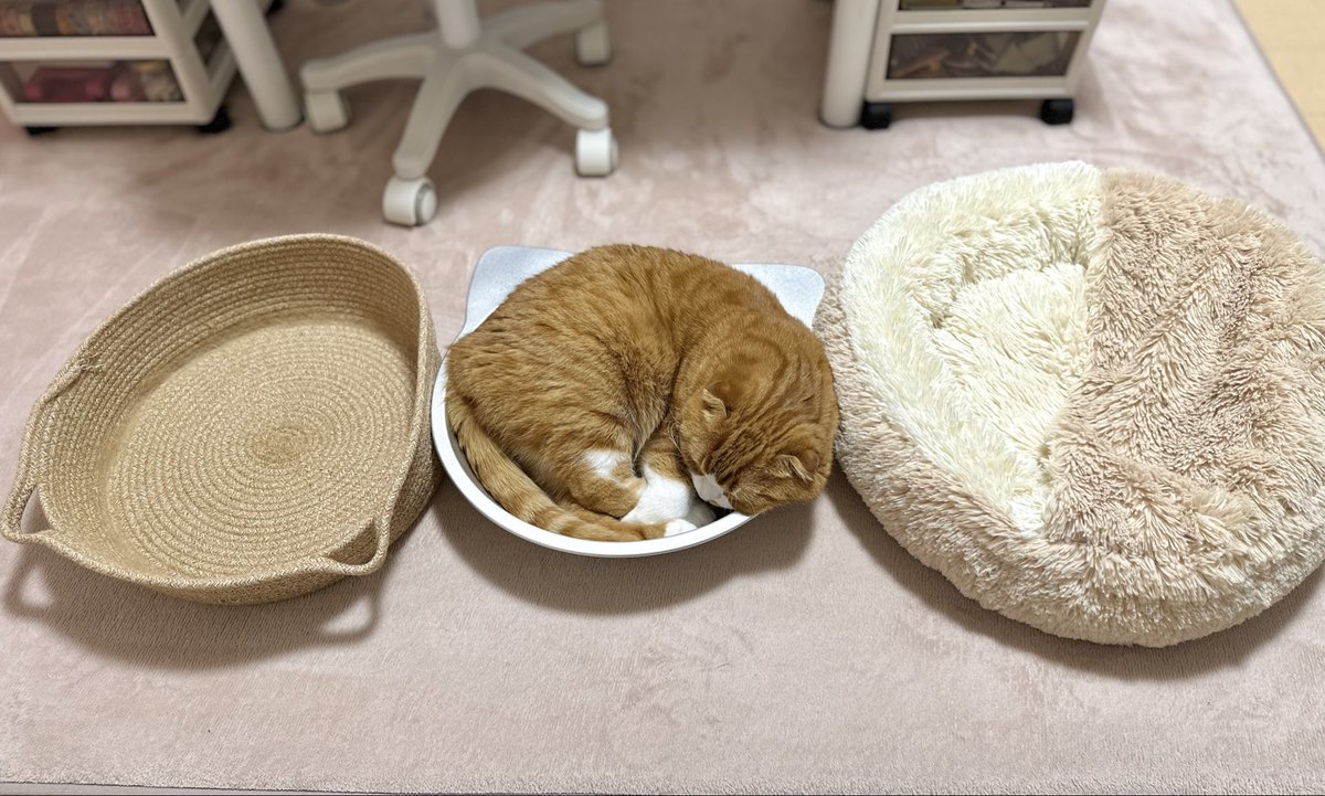 78Mugi's tweet photo. お好きな寝床でお寛ぎくださいませ🐈 https://t.co/oEXnyvcuRs