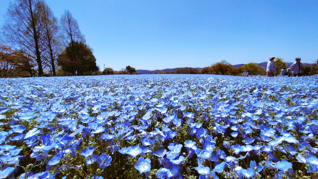 シナモン🐝🌻🌻 tweet media