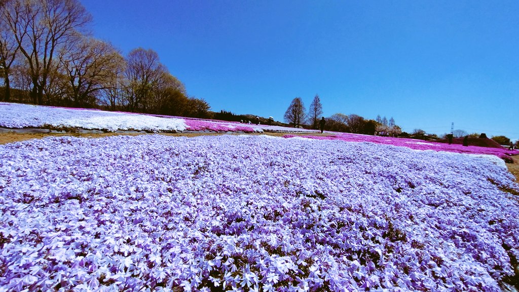 シナモン🐝🌻🌻 tweet media