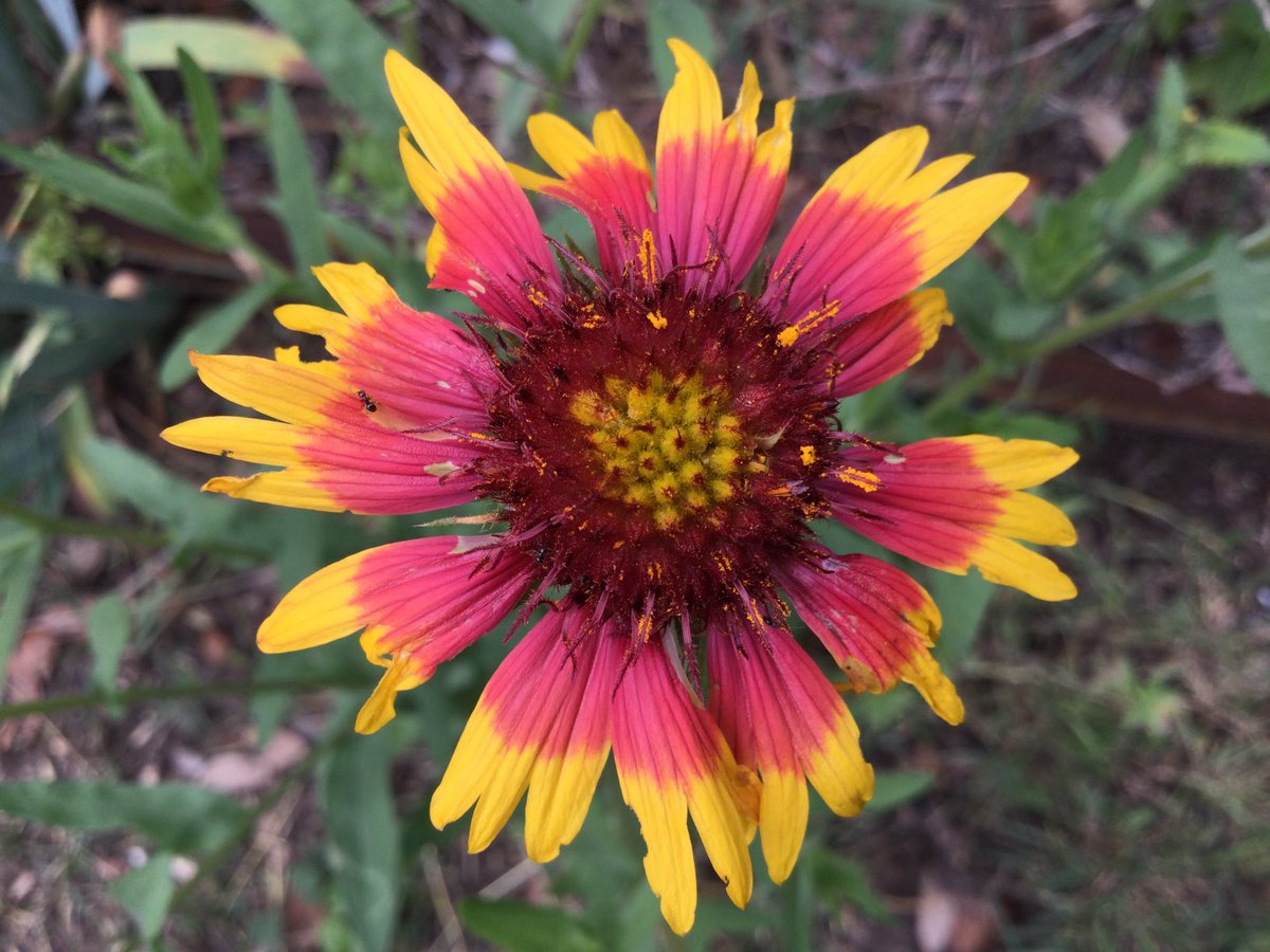 David Baumanm tweet media