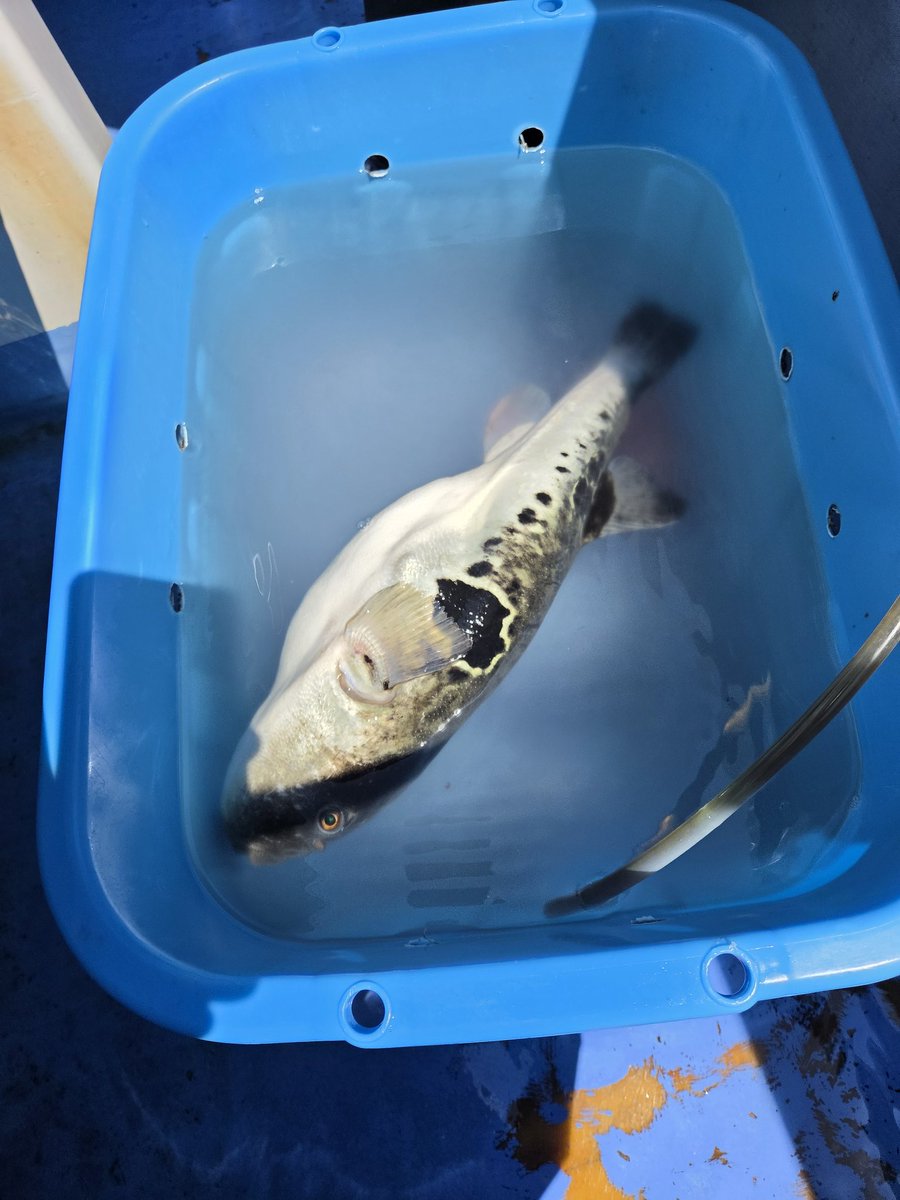 るー。 tweet media