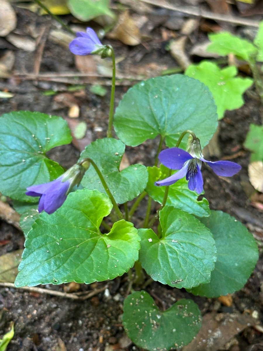 紺野キタ🌿 tweet media