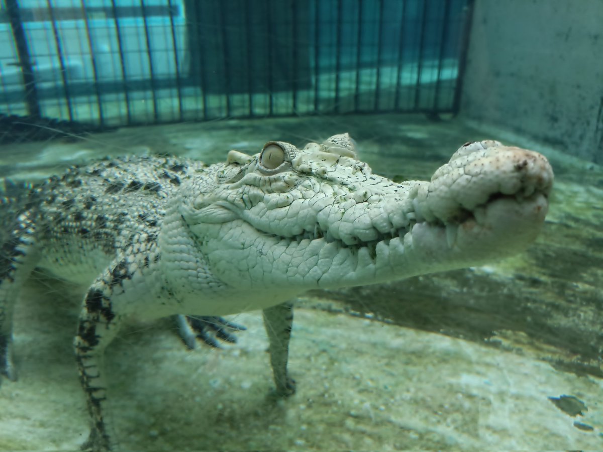 もうこはん tweet media