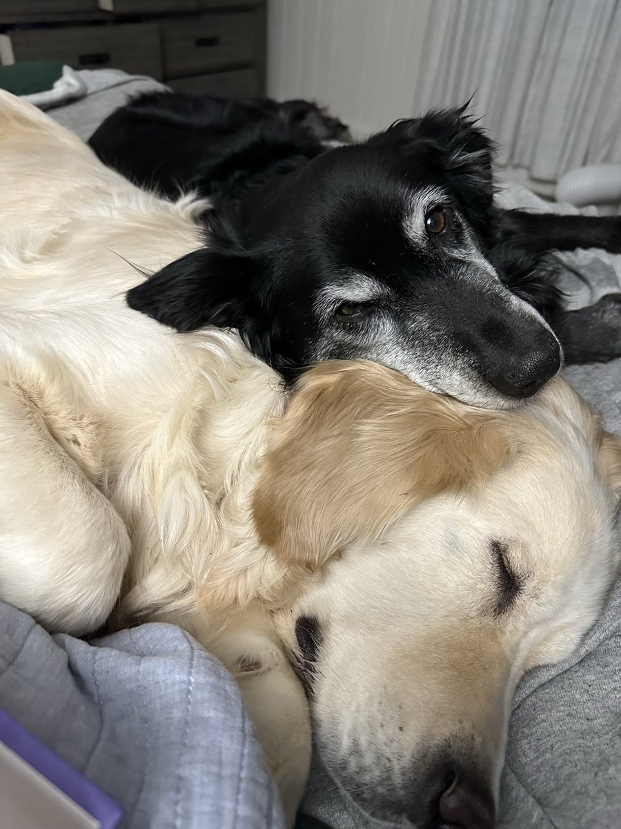 Nick Mess tweet media