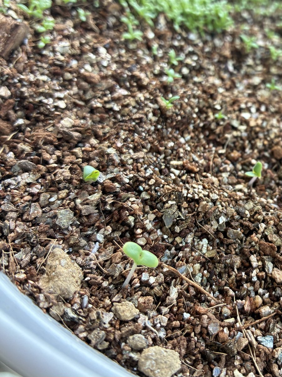 古岡祐樹(ふるおかゆうき) tweet media