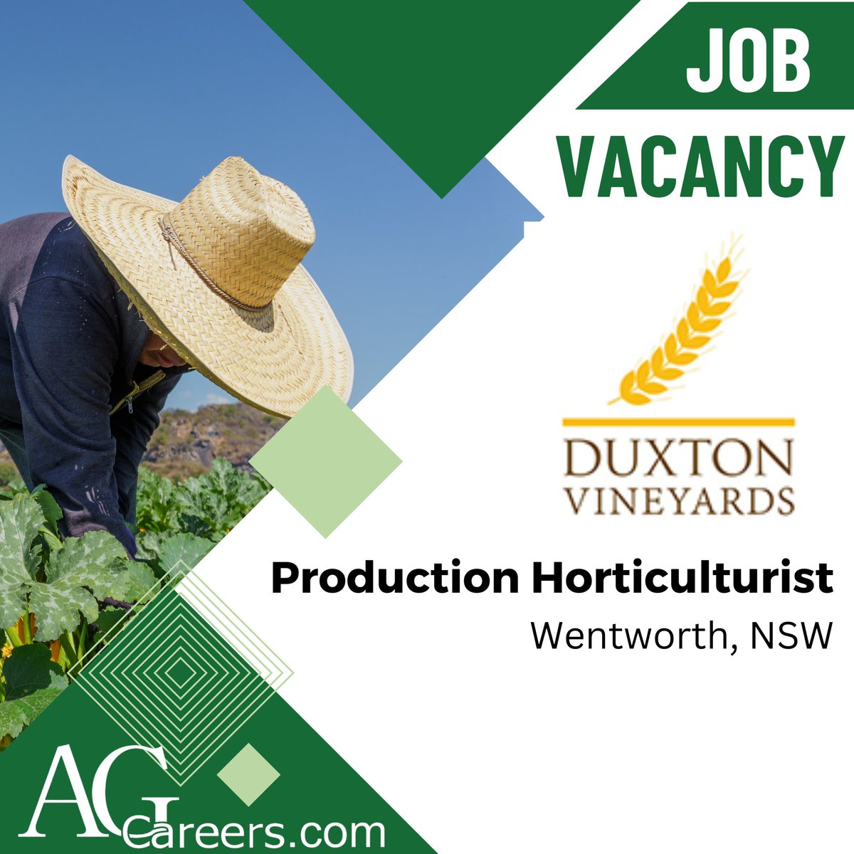 AgCareersOz's tweet image. Duxton Vineyards is looking to #HIRE a Production Horticulturist in Wentworth, NSW!

In this role, you’ll grow your property management skills by supporting daily tasks, coordinating maintenance, and assisting clients.

Apply now on #AgCareers: 
ow.ly/MJ3u50XrTIJ