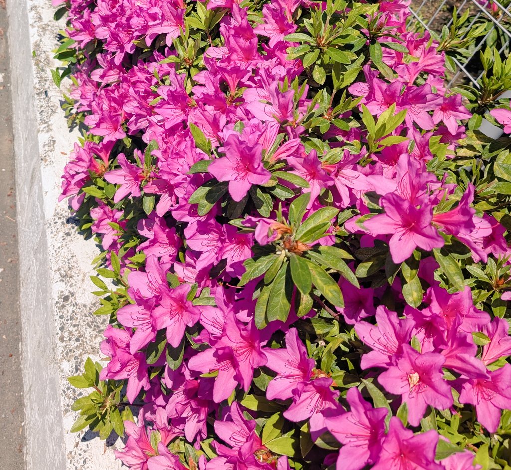 安曇野@【5日】東１き51b tweet media