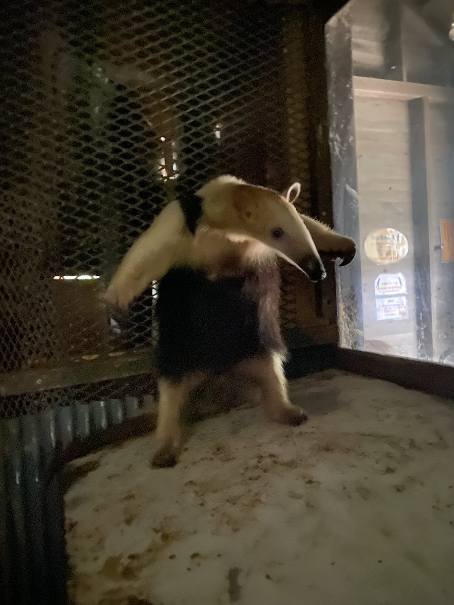 izu_anikin's tweet photo. 正解はミナミコアリクイのイフちゃんでした‼️
閉園後に何かに驚いてプチ威嚇🌟 https://t.co/fO7xrpCTgE