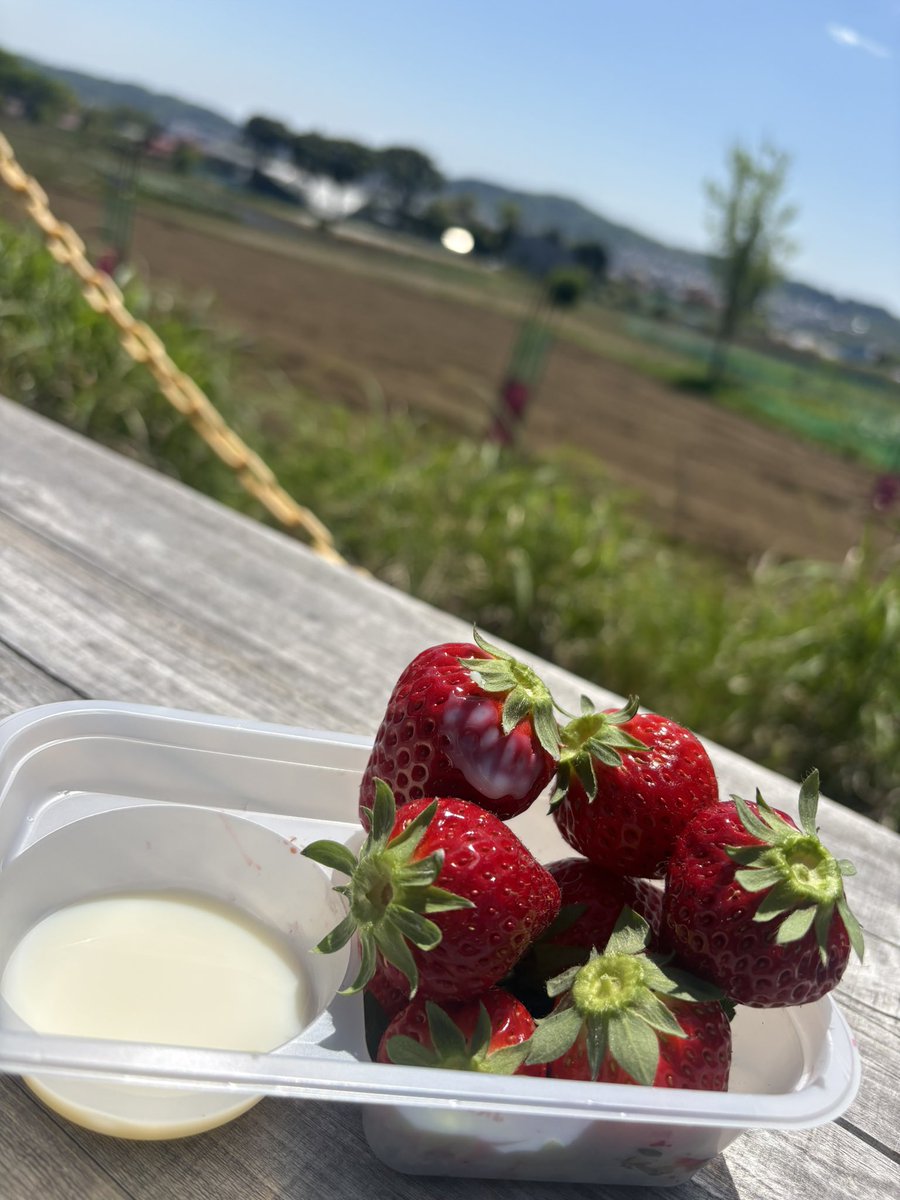 a2y2u6's tweet photo. ばしゅたろうと初めてのいちご狩り🍓

平日なだけあって貸切でのんびり選べた🤤

個人的にはスカイベリーが1位🍓

もちろん他のも美味しかった♡

一人で70個くらいたべたけど時間がもう少しあったら100個は食べれたな←

農園さんありがとうございました✨🙏 https://t.co/SWyhZoF885