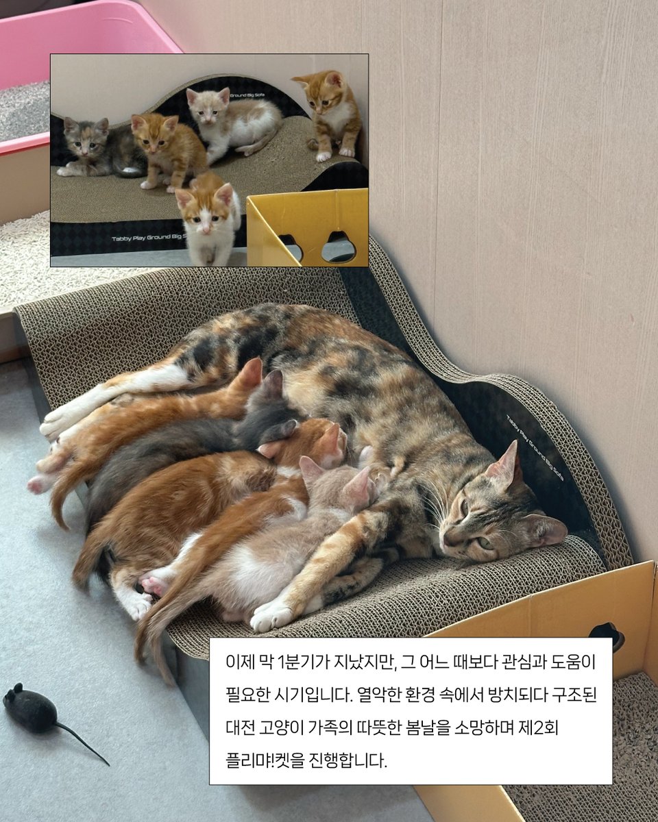 kopc2005's tweet photo. 2026 제2회 플리먀!켓에 함께해 주실 분을 찾습니다
https://t.co/xZl3RHK5ZI https://t.co/s6q0RXndsW
